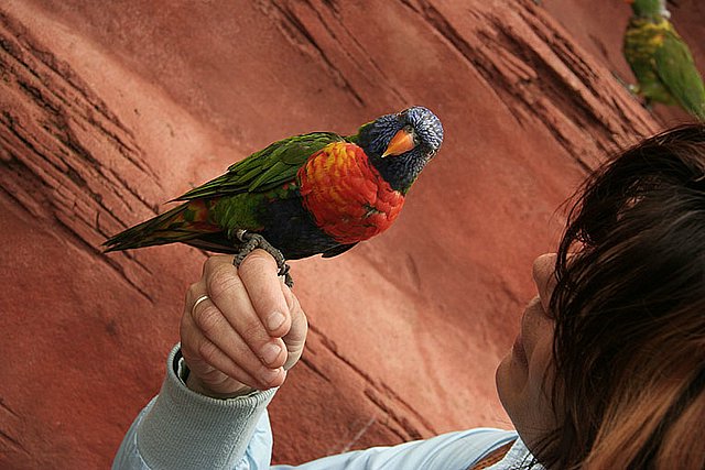 2005 Avifauna (30)